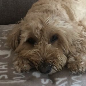 Meet your Posher, Sonia